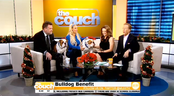 the couch bulldog rescue